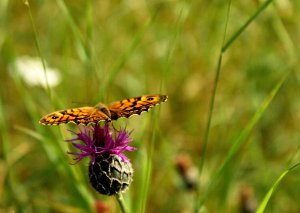 Schmetterling von der Weide