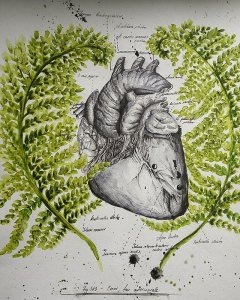 Srdce- anatomiská kresba