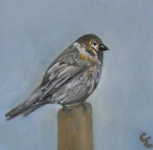 Vrabec - Sparrow