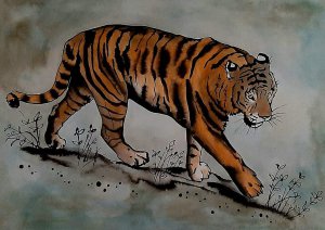 Tiger bengálsky