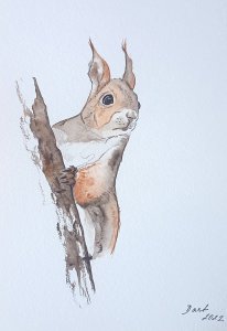 Écureuil au garde-à-vous