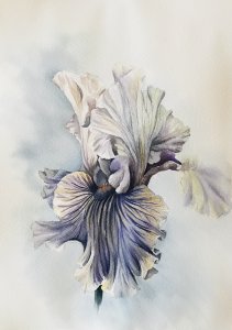 Fleur d'iris