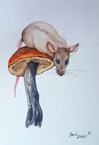 Mladý potkan s kozou