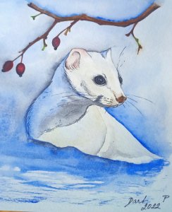 Weasel in winter coat