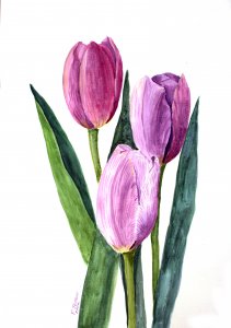 "Tulipanes morados"