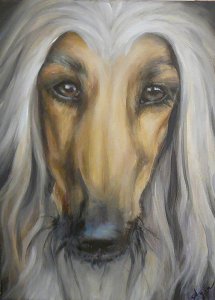 Afghanischer Windhund - Porträt