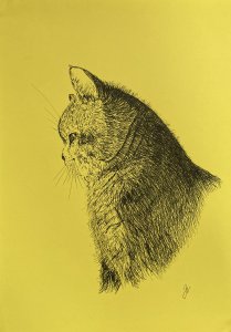 Żółty kot
