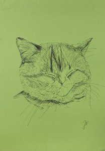 Grüne Katze