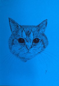 Cat blue