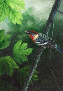 Brown-winged Warbler