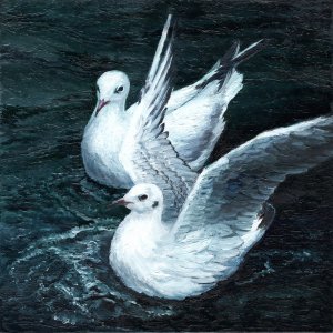 duas gaivotas sobre a água