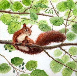 veverička v listoch
