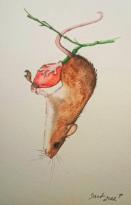 Myška akrobat