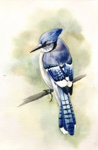 Uccello azzurro