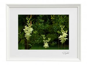 Elfin Forest - white frame