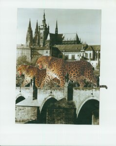 de la série Prague Animal Kingdom