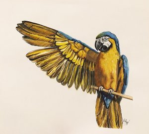 Papoušek