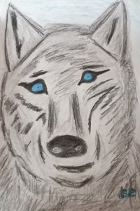 Wolf.