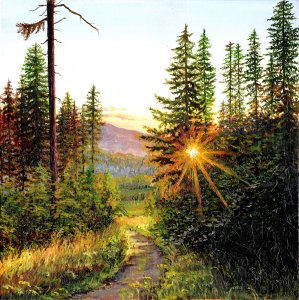 Coniferous forest at sunset