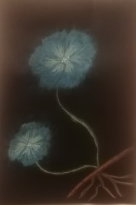 Kék virágok