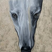 Greyhound pes tvár