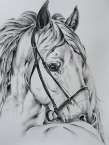 Cavalo branco