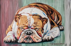 Pepper - angol bulldog