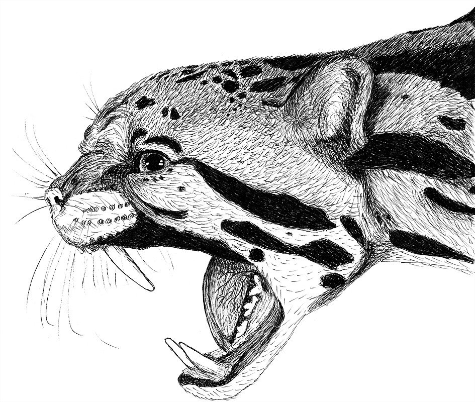 Grauer Leopard