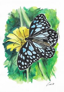 Motýľ 4