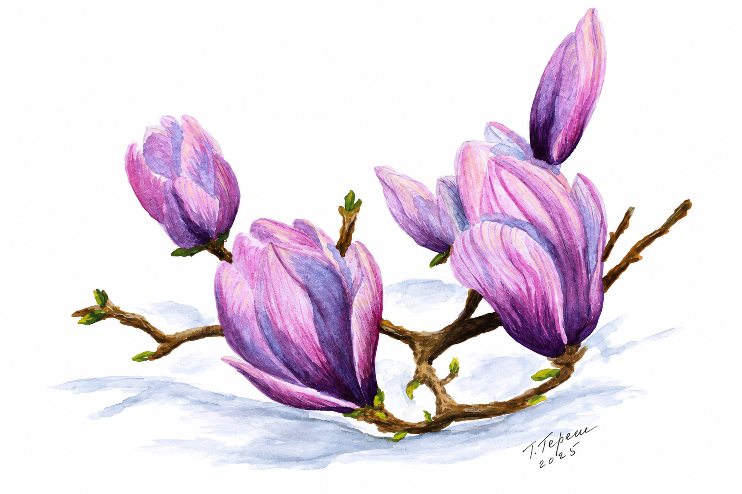 Rozkvetlá magnólie, Tetiana Teresh — Watercolor, Realism, Paper — 29.7 × 42 cm