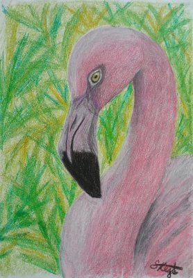 Plameňák pastel