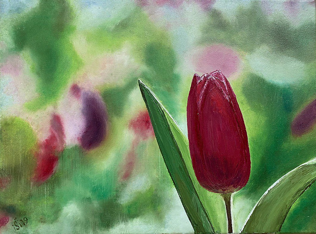 Tulipán