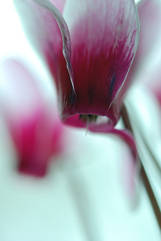 cyclamen