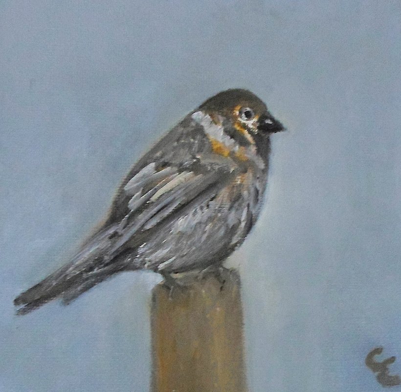 Vrabec - Sparrow