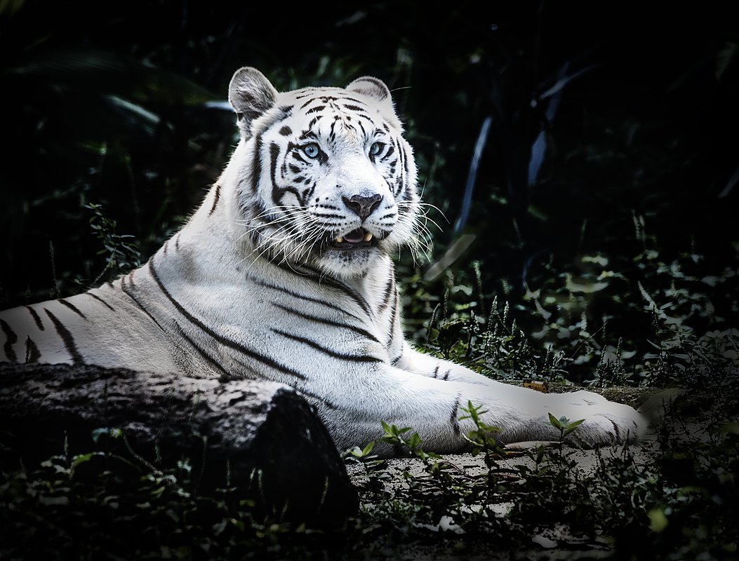 TIGER