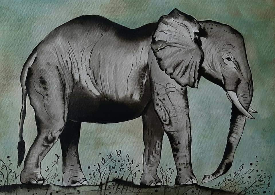 Slon Africký
