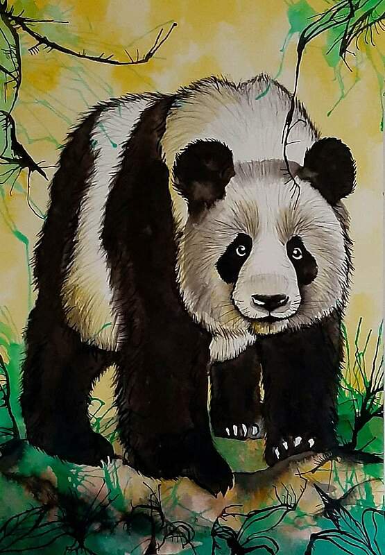 Panda