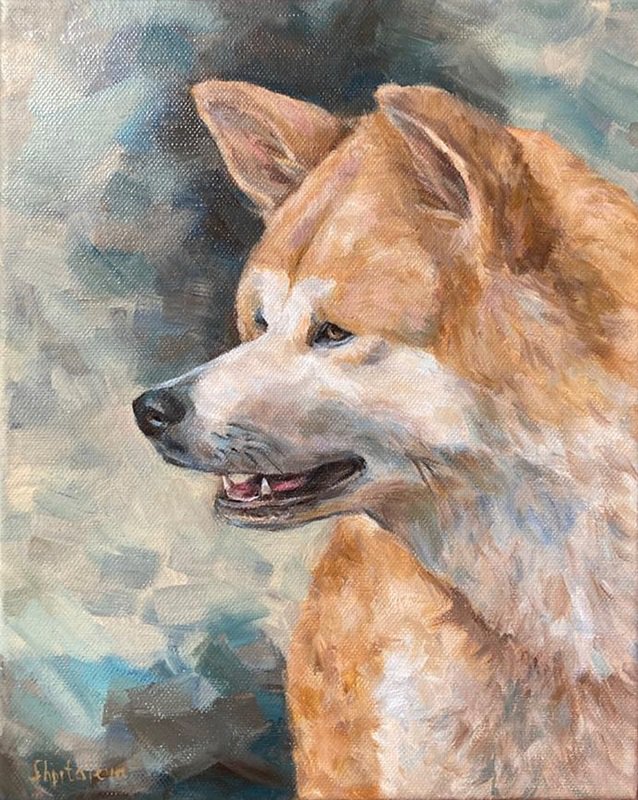 Akita inu