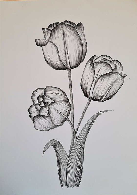 Tulipány