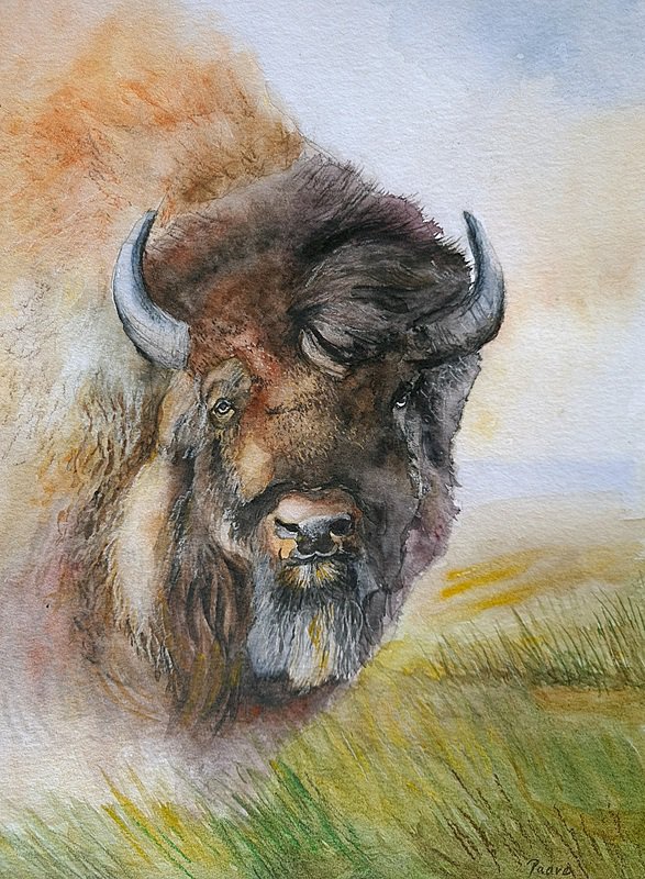 Buffalo