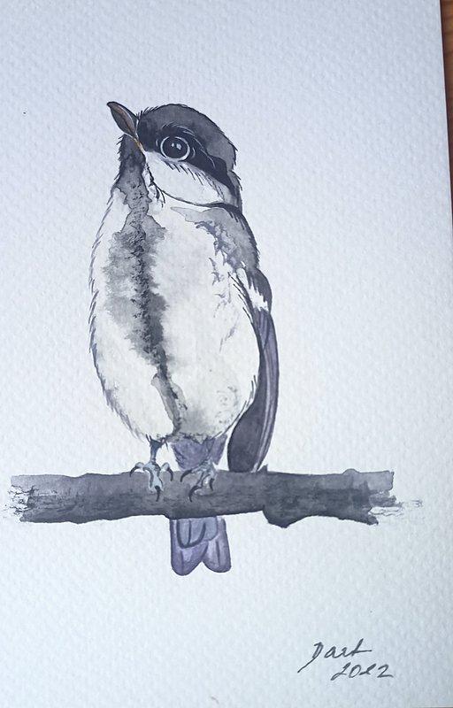 Mladá sýkorka