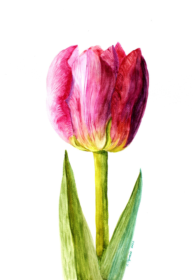 Tulipán