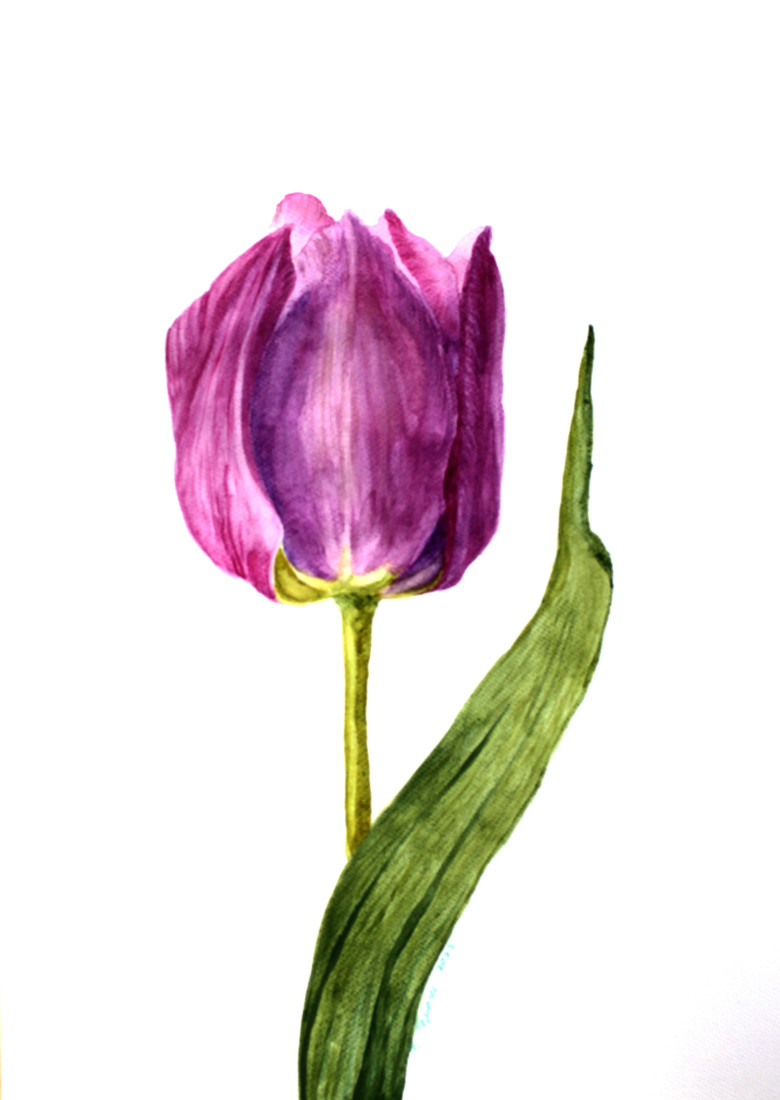Něha tulipánu