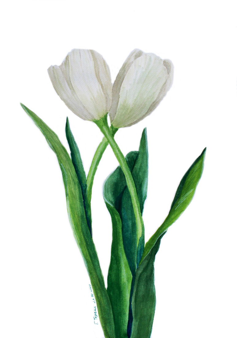 Něha bílé