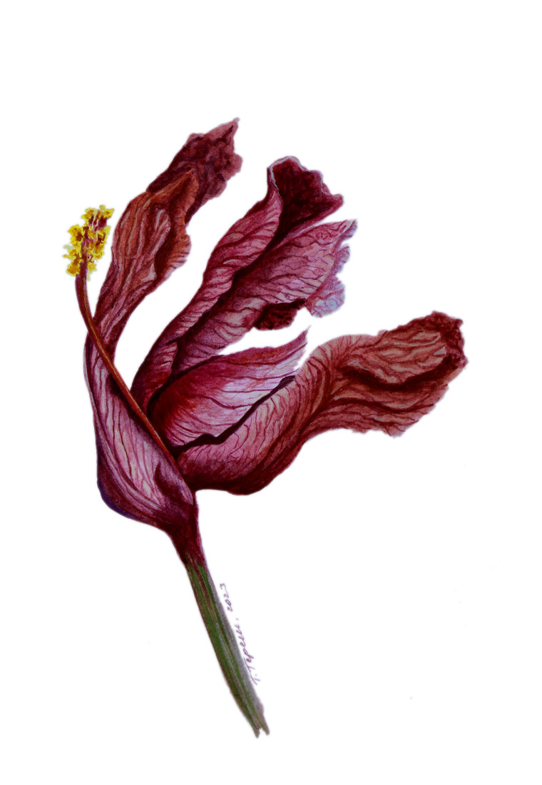 Purpurová