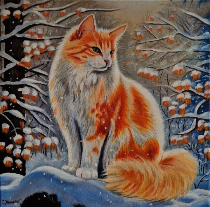 Kočka - turecká angora