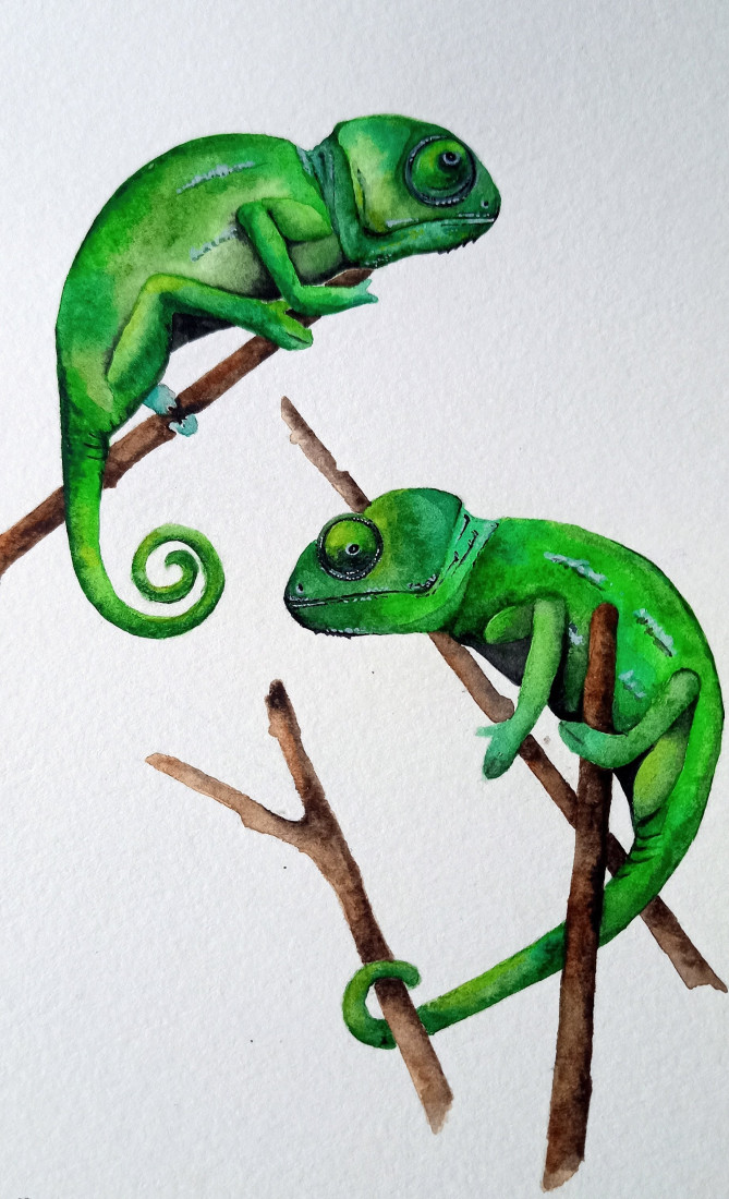 Chameleoni