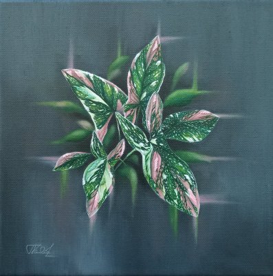 Syngonium