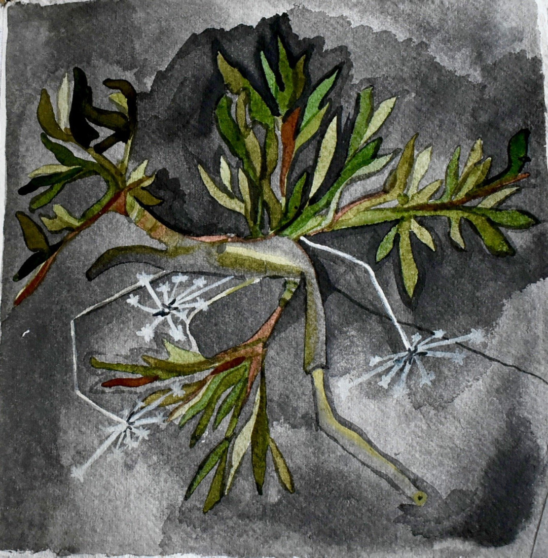 Rostlina ve skále