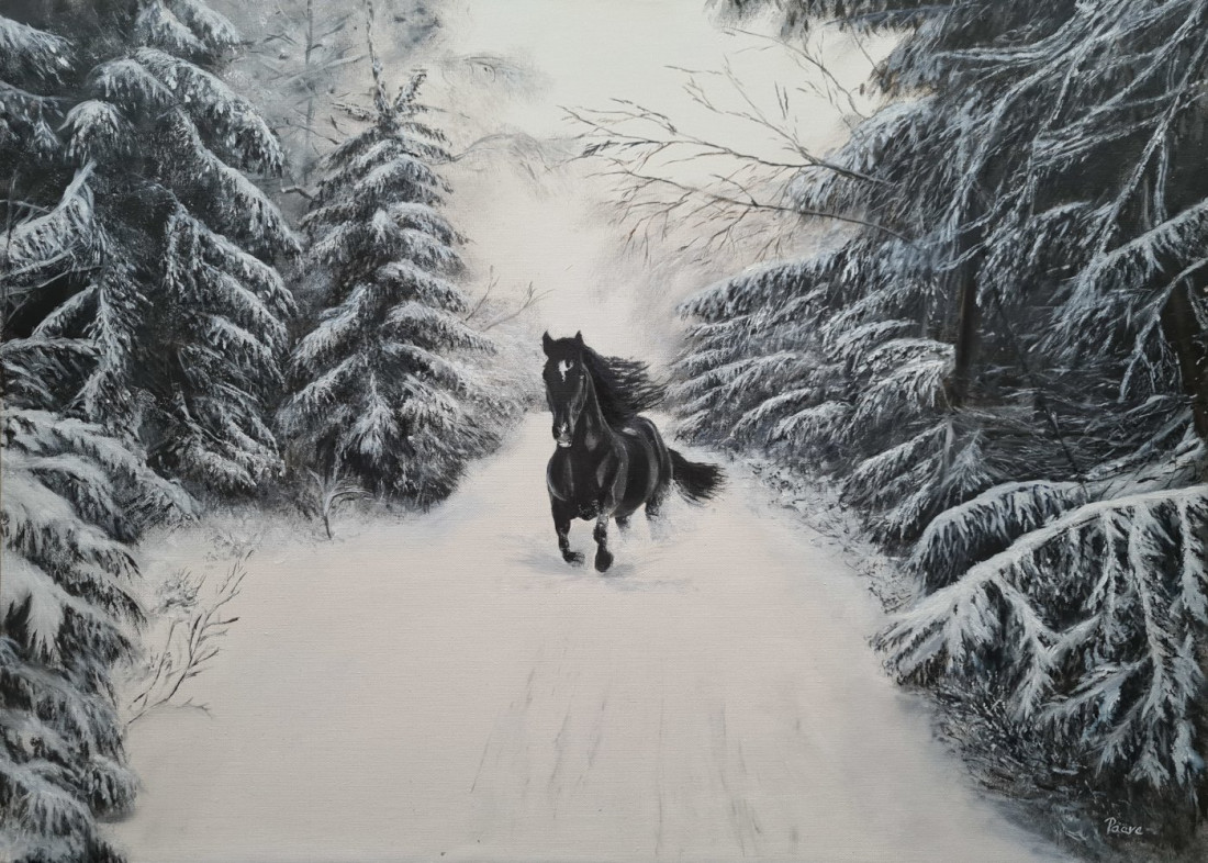 Black Stalion v zimní říši divů
